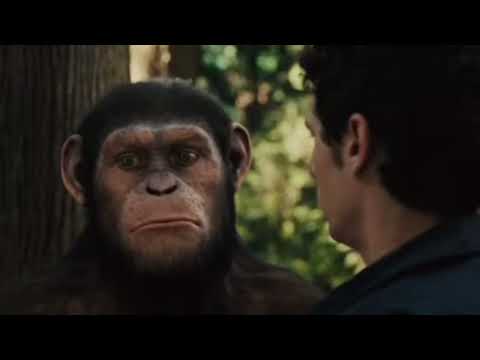 Rise of Planet of the Apes 2011 - Caesar is Home