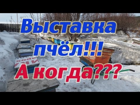 НАЧАЛО ВЫСТАВКИ ПЧЁЛ ИЗ ЗИМОВНИКА и ТЕСТ БАКФАСТА С КАРНИКОЙ. 🔥🔥🔥