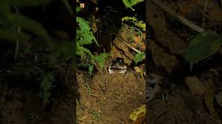 Cane Toad Sounds at Night (Real Costa Rica Wildlife)