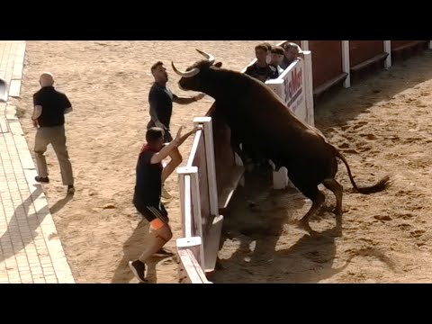 Peñafiel 2023 Suelta de Toros Bravos