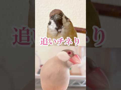 庭の鳥: 野生のスズメを飼いならすにはどうすればよいですか?彼と友達になるために従うべき5つのステップ  庭園