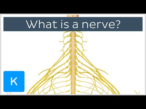 What is a Nerve? - Human Anatomy | Kenhub