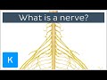 What is a Nerve? - Human Anatomy | Kenhub