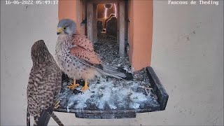 Ein unbekannter Turmfalke