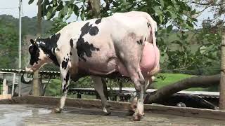 Vídeo 1 - 1º LEILÃO ANUAL SITIO TIMOTEO | VACAS 3/4 E 7/8