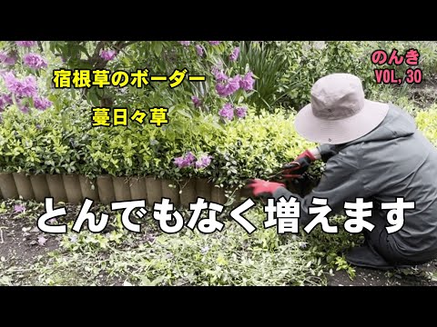 園芸 マダガスカル産ツルニチニチソウ