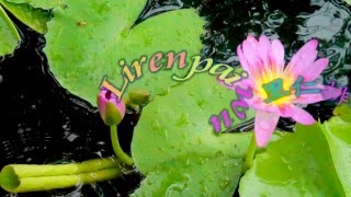 One Moment In Time line dance (Choreographer by Jaszmine Tan)