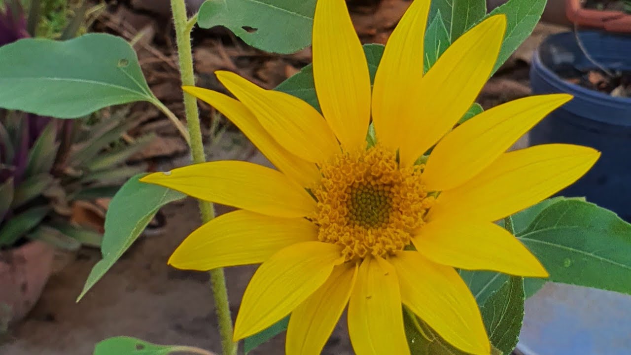 3 DICAS PARA PLANTAR SEMENTES DE GIRASSOL MUITO FÁCIL E RÁPIDO DA GERMINAÇÃO ATÉ A FLOR