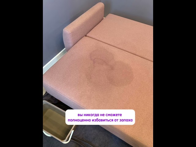 Как убрать пятна и запах с дивана после собаки