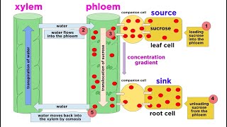 Types of Plant Tissues