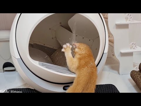 Why not play with an automatic Litter Box? Funny Rosie