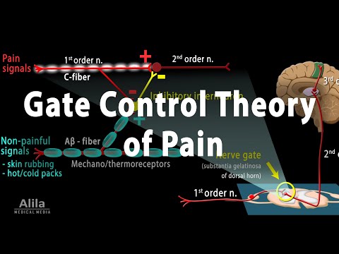 Gate Control Theory of Pain, Animation