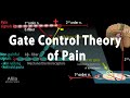 Gate Control Theory of Pain, Animation