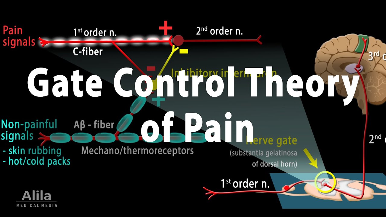 Gate Control Theory of Pain, Animation
