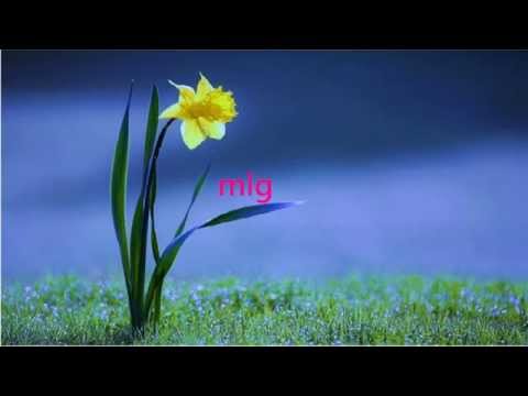 Brothers Four - 7 Daffodils with Lyrics