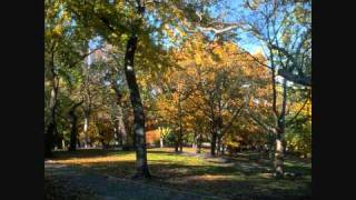 Andres Calamaro - Mi Enfermedad