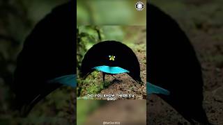 Download lagu Burung Vogelkop 🦜 Bulunya yang Mencengangkan! mp3 Download lagu Burung Vogelkop 🦜 Bulunya yang Mencengangkan! mp3