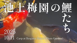 池上梅園の鯉たち 2025年10月〜11月