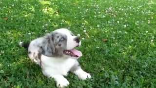 Eny Vrh D 9  týdnů