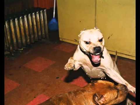 Fankadeli Pit bull Team Bevonuló