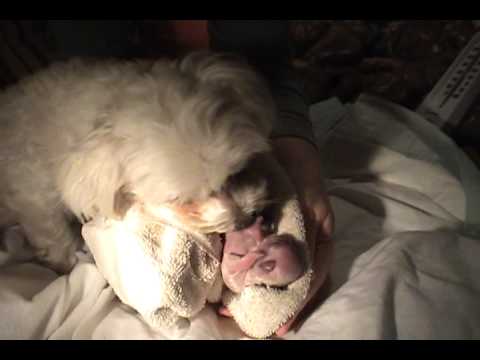 download lagu mp3 mp4 Maltese Dog Giving Birth, download lagu Maltese Dog Giving Birth gratis, unduh video klip Maltese Dog Giving Birth