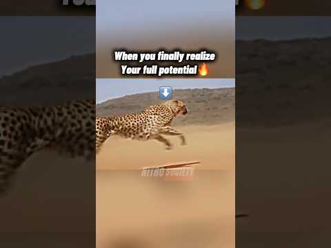 Cheetah outruns motorcycle 🔥 #shorts