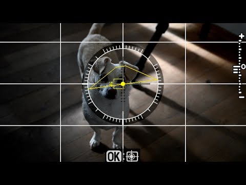 Nikon Z6 Z7 Firmware 3.0 Kamera Autofokus für Tiere