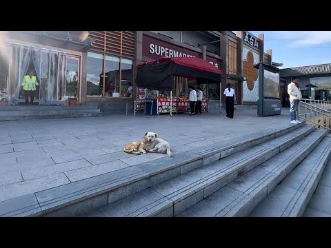 They waited a month for their owner... but they got us instead.