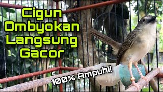 Download lagu Pancingan Cigun Bahan Agar Cepat Bunyi Ngebren Pasti Ciblek Gunung Lain Langsung Bunyi Bren mp3 Download lagu Pancingan Cigun Bahan Agar Cepat Bunyi Ngebren Pasti Ciblek Gunung Lain Langsung Bunyi Bren mp3
