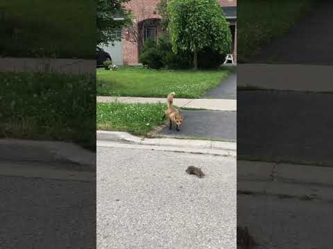 Fox caught a poor baby bunny..#bunny#fox