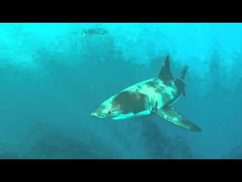 Great Whites of Baja