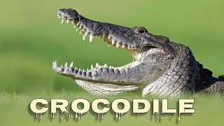 Download lagu Crocodile sound mp3 Download lagu Crocodile sound mp3