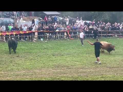 JELENKO(Mujo Hrvacic) & MACAN(Braca Bosnic)