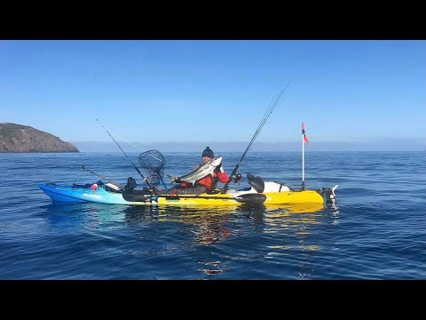 Fletchers bay coromandel - hunting for kingis Jan 11, 2021