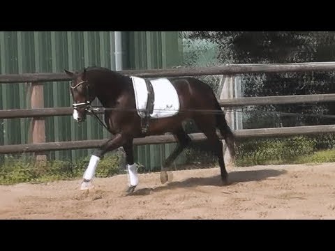 *2016 Hengst von Feedback FOR SALE