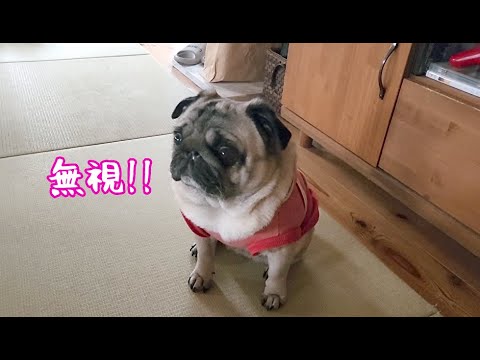機嫌が悪いと無視してオラつくパグ犬ぷぅ Pug