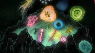 PROTOZOA- trailer