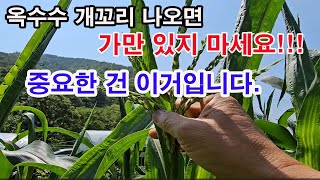 옥수수 개꼬리 나오면 가만 있지 마세요! 중요한 건 이겁니다. 맛있는 옥수수 먹으려면 이때 부터가 중요합니다…