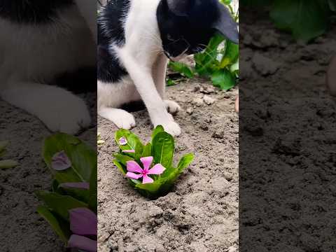 Subscribe plz #foryou #foryoupage #fypシ゚ #shortsvideo #youtubers