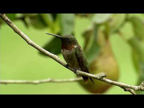 Ruby Throated Hummingbird flashing his red