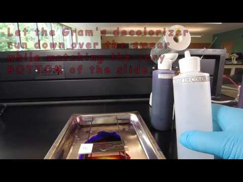 How to Make a Gram Stain