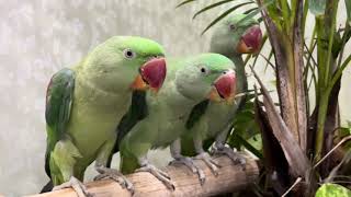 Amazing Talking Parrot’s Video Compilation #shorts #youtubeshorts #viral
