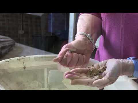 How to tell if your soil is a sand, loam or clay