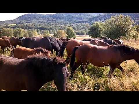 Wołosate - konie huculskie