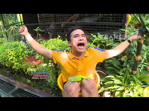 BROWNIS - Uji Keberanian Anwar Dengan Iguana (4/8/18) Part 2