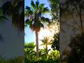 Tropical paradise Mahekal Beach Resort Playa del Carmen Mexico life #caribbean #travel #nature #palm