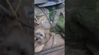 Video preview image #1 Havanese Puppy For Sale in Escondido, CA, USA