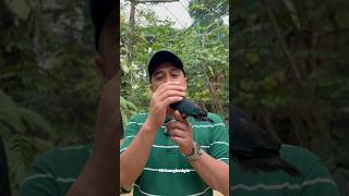 Download lagu Video lengkap tengkek buto ada di dehakims aviary ya gaes #tengkekbuto #dehakimsaviary #kicaumania mp3