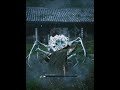 Dw, I Kill spiders #blackmythwukong