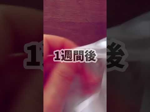 屋内で種子から段階的に播種するにはどうすればよいですか？  庭園